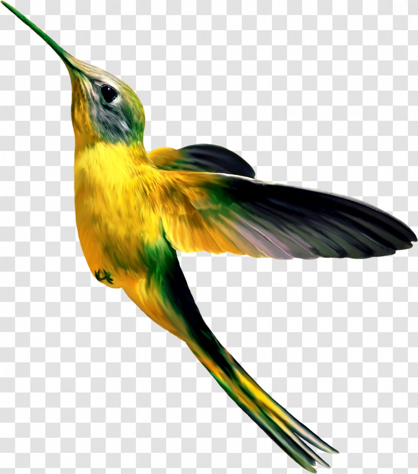 Hummingbird Concepteur - Coraciiformes - Birds Transparent PNG