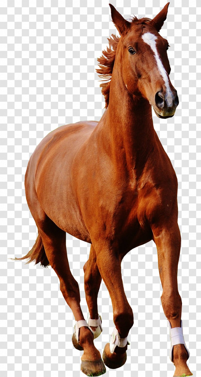 Mane Stallion Mare Mustang Rein - Snout Transparent PNG
