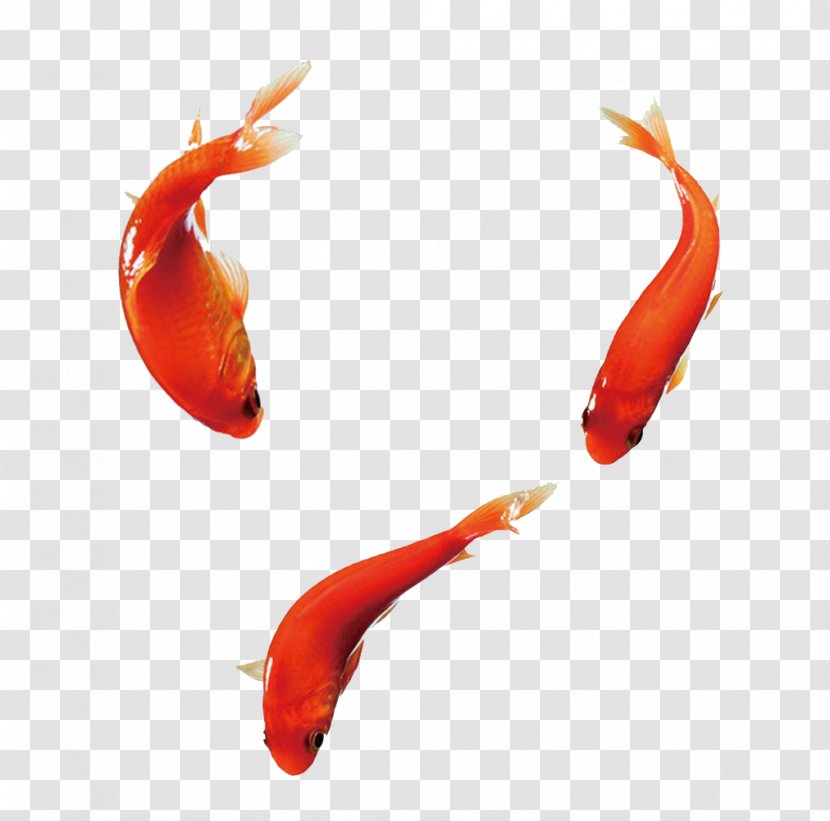 Carassius Auratus Fish - Tutorial - Free Goldfish Pull Material Transparent PNG