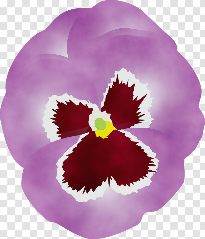 Violet Flower Petal Pansy Purple Transparent PNG