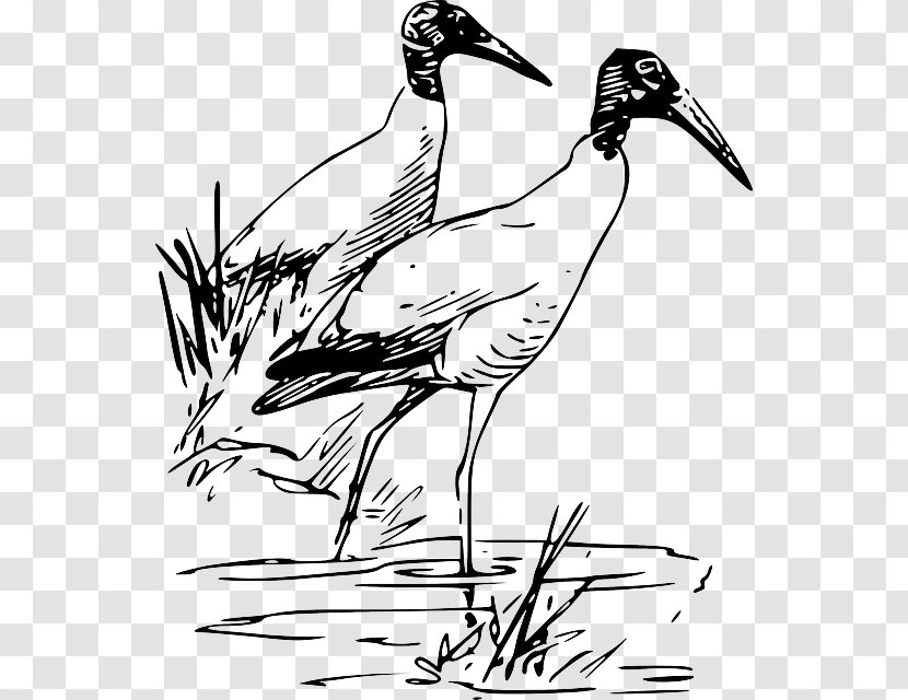 Bird Clip Art Drawing Sketch Image - Wildlife Transparent PNG