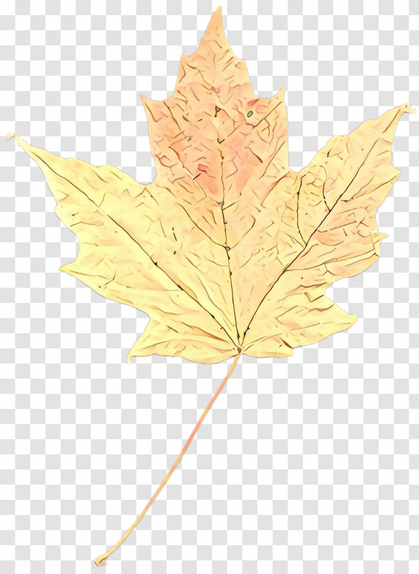 Maple Leaf - Plant - Flowering Transparent PNG