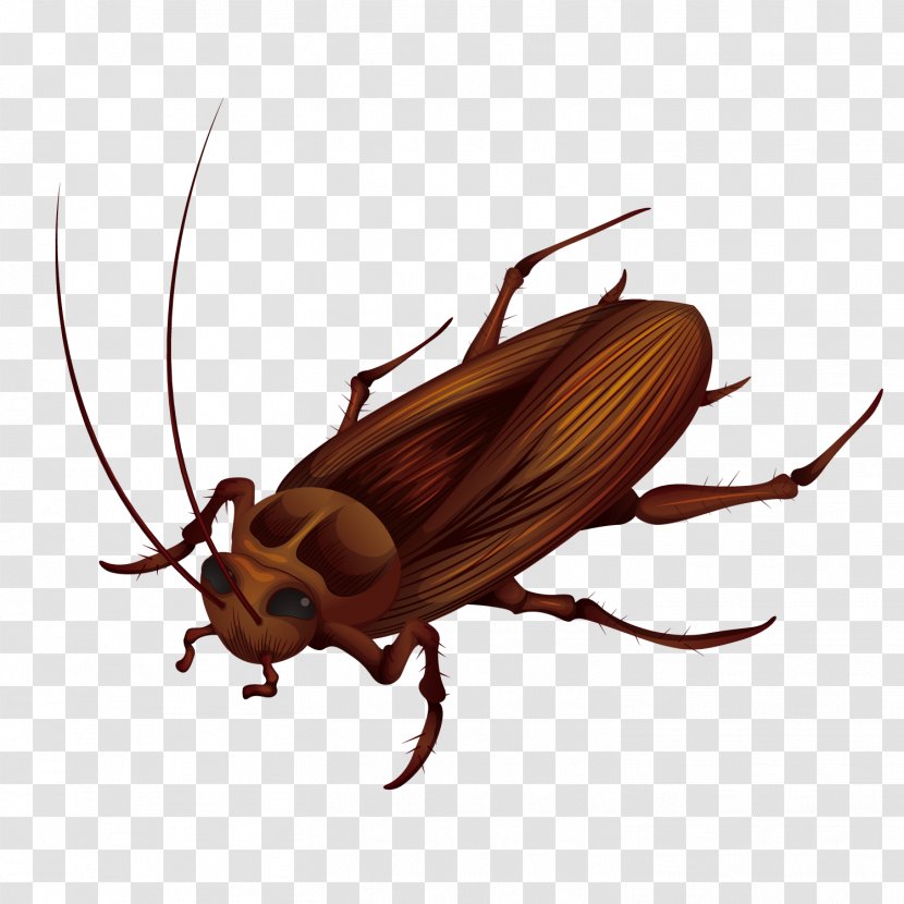 Cockroach Anatomy Stock Photography Illustration - Beetle - Vector Big Transparent PNG