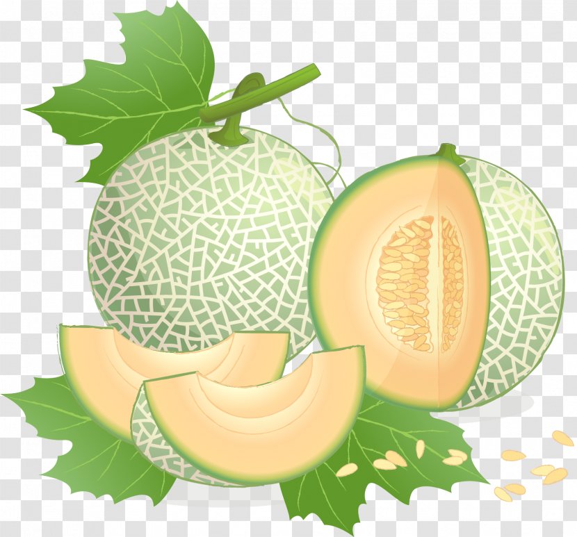 Cantaloupe Honeydew Galia Melon - Snack Transparent PNG