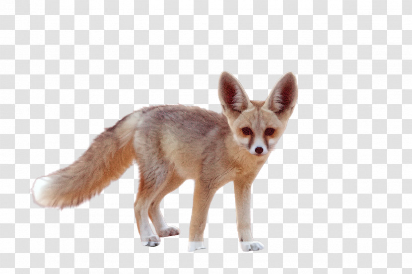 Fox Jackal Fennec Fox Red Fox Swift Fox Transparent PNG