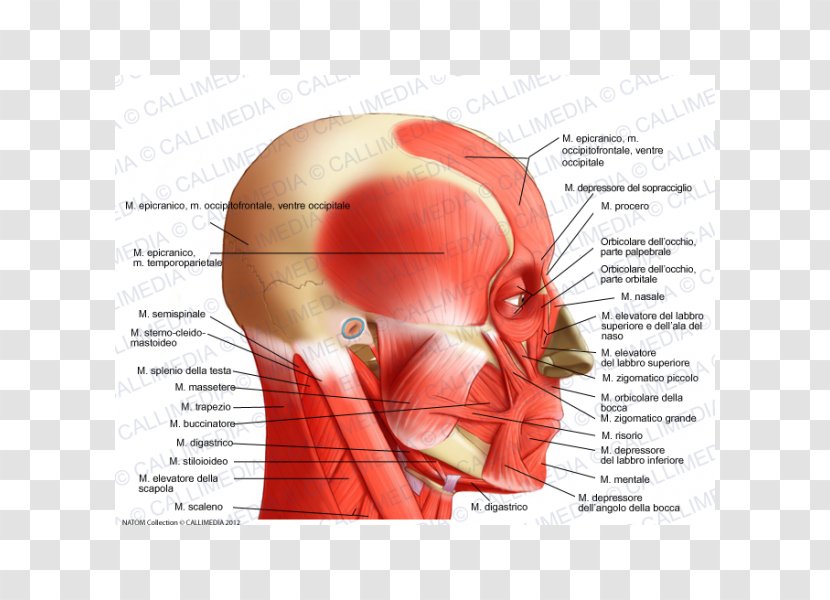 Temporoparietalis Muscle Head And Neck Anatomy Lateral Rectus - Heart - Gamba Transparent PNG