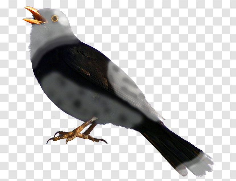 Feather - Perching Bird - Blackbird Transparent PNG