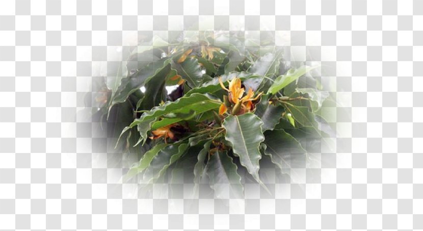 Leaf - Ylang Transparent PNG