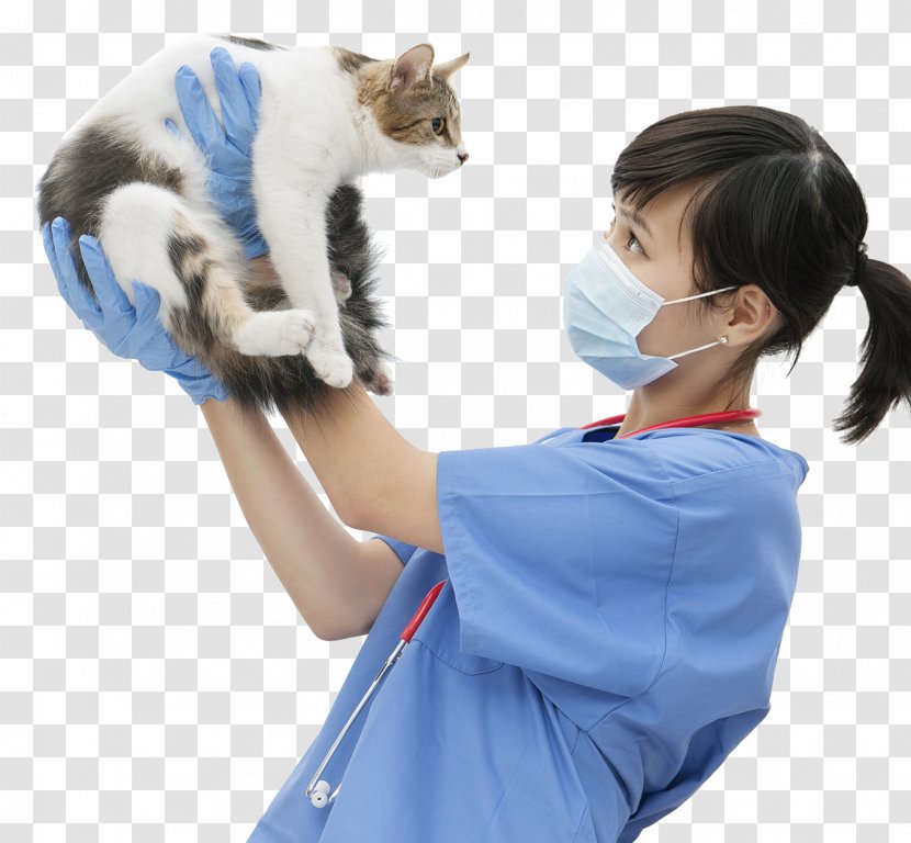 Cat Kitten Dog Veterinarian Pet Transparent PNG