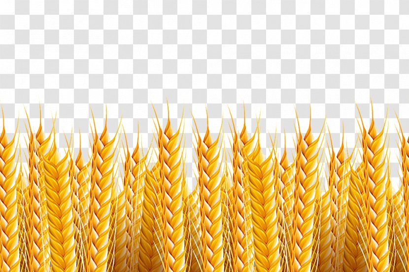 Wheat Stock Photography Illustration - Food Grain - Background Transparent PNG