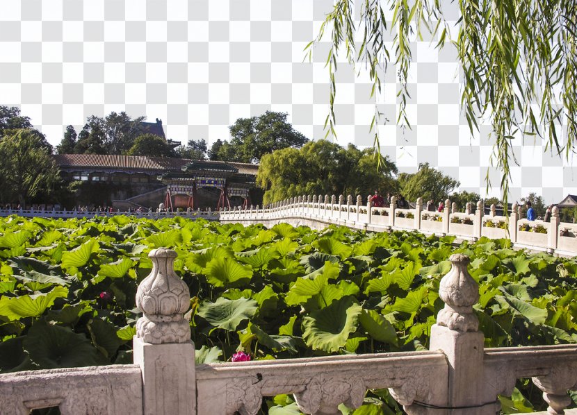 Beihai Park Forbidden City Odori U6e90u8fdcu6d41u957f Building Transparent PNG