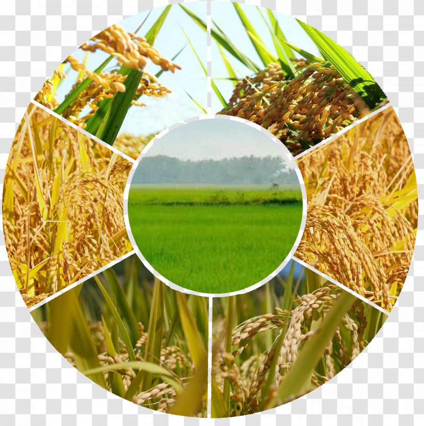 Agriculture Organic Farming Farmer Agribusiness Industry - Grass - Indonesian Transparent PNG