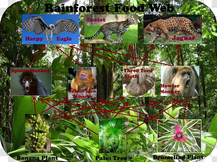 Amazon Rainforest Tropical Food Web Primary Producers - Grass - Forest Transparent PNG