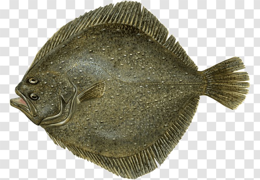 Flounder Fish And Chips Sole Turbot - Chesapeake Blue Crab Transparent PNG
