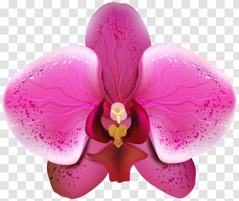 Orchids Clip Art - Pink - Pnk Orchid Transparent Image Transparent PNG