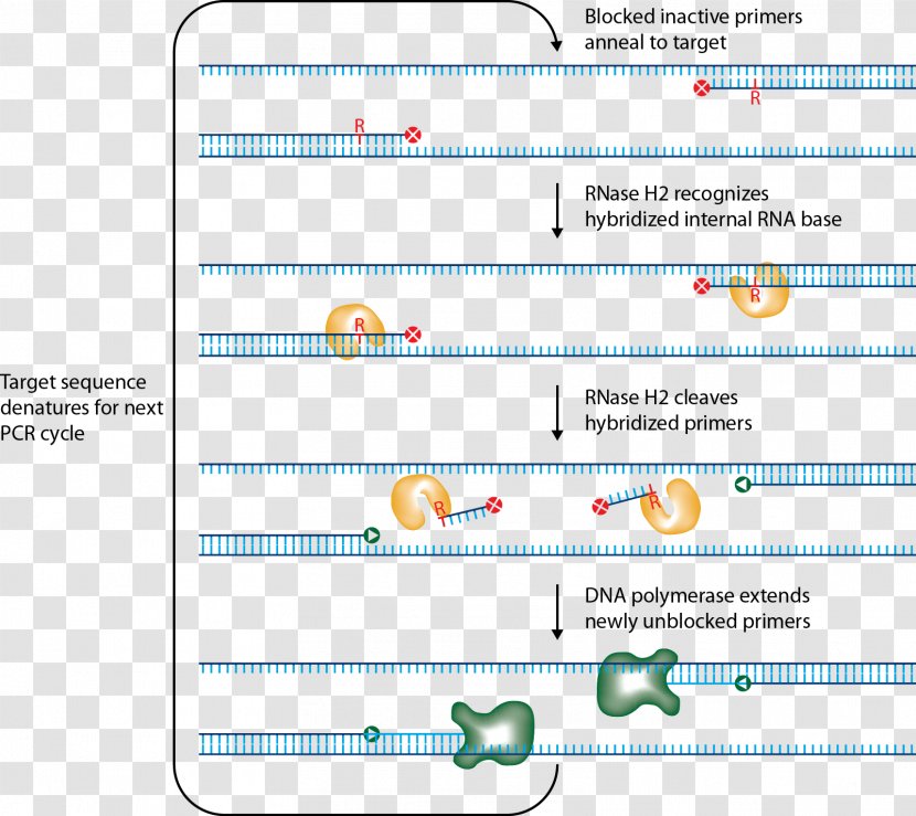 Primer Ribonuclease H Polymerase Chain Reaction RNase H-dependent PCR - Molecular Biology - Integrated Dna Technologies Transparent PNG