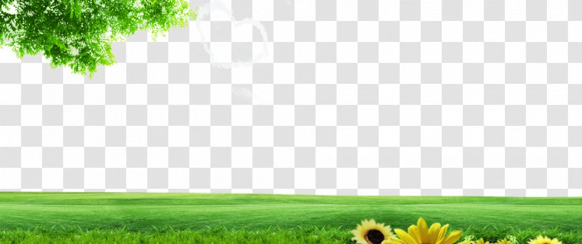 Lawn Energy Grassland Nature Wallpaper - Plant - Spring Green Background Image Transparent PNG