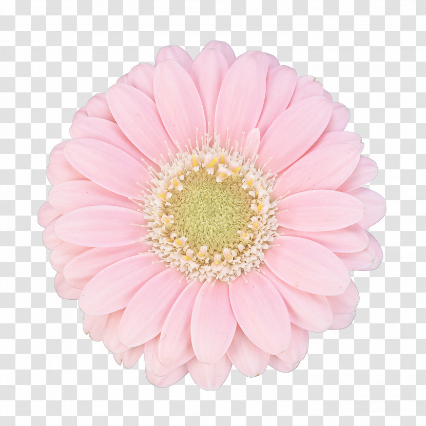 Flower Barberton Daisy Gerbera Pink Petal Transparent PNG