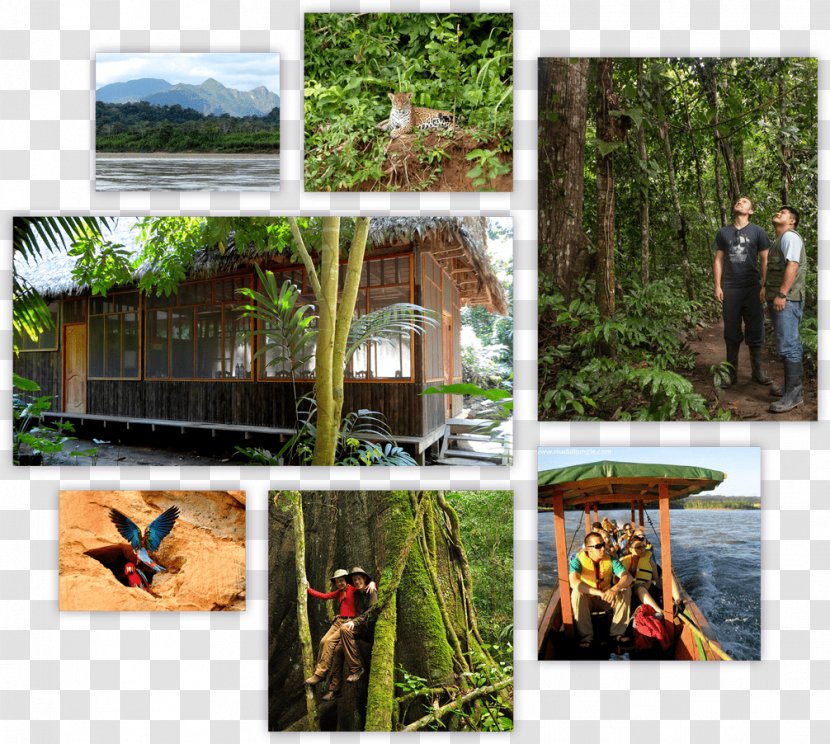 Beni Department Madidi Jungle Ecolodge National Park Protected Area - Plant Transparent PNG