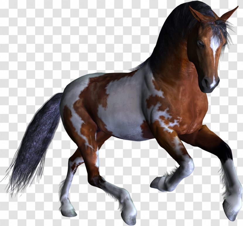 Horse Mathematics Number Subtraction 3D Computer Graphics - Like Mammal Transparent PNG
