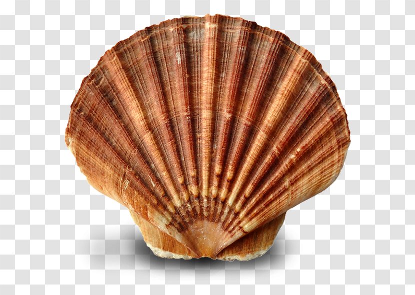 Oyster Clam Mussel Seashell Cockle - Scallop Transparent PNG