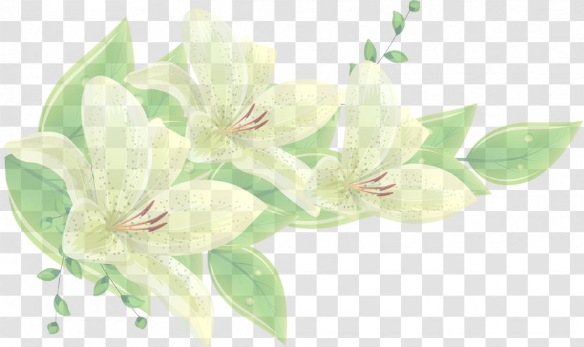Flower White Green Plant Flowering - Lily - Cut Flowers Petal Transparent PNG