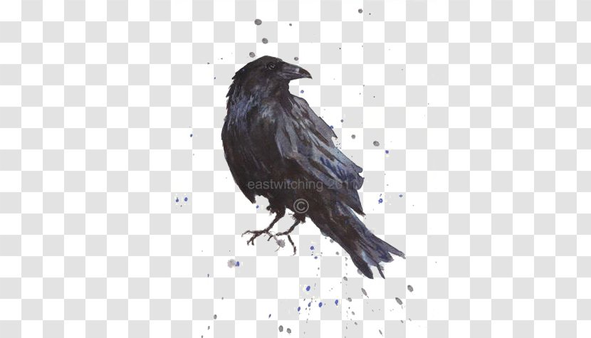 Common Raven Bird Art Printmaking - Crow Transparent PNG