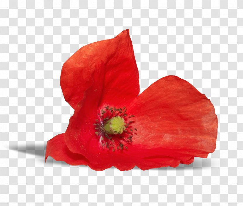 Poppy Flower Clip Art - Coral Flowers Transparent PNG