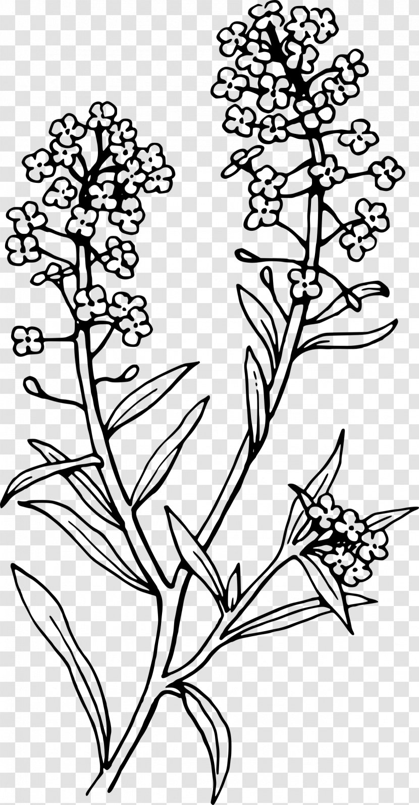 Lobularia Maritima Tattoo Alisons Flower Clip Art - Monochrome Photography - Lavender Watercolor Transparent PNG