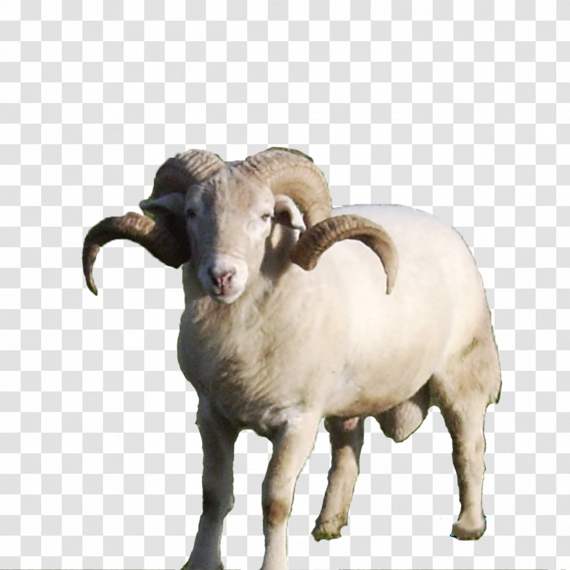 Sheep Argali Goat Rose - Antelope Transparent PNG