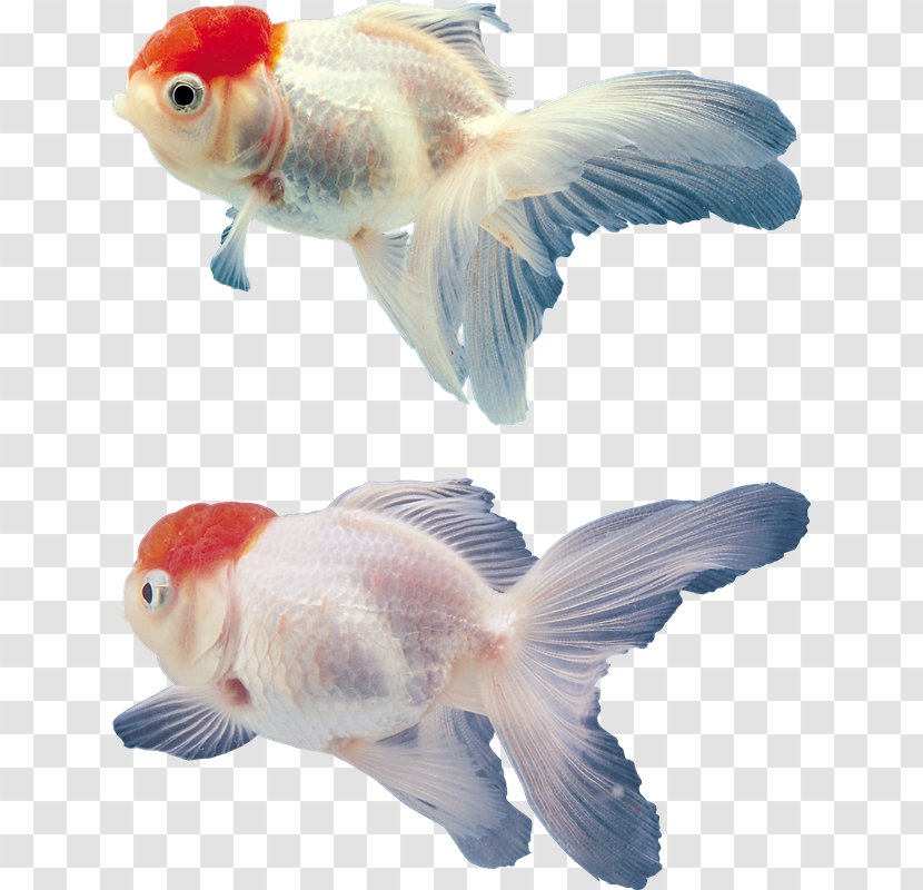 Goldfish Aquarium Clip Art - Pet - VK Transparent PNG