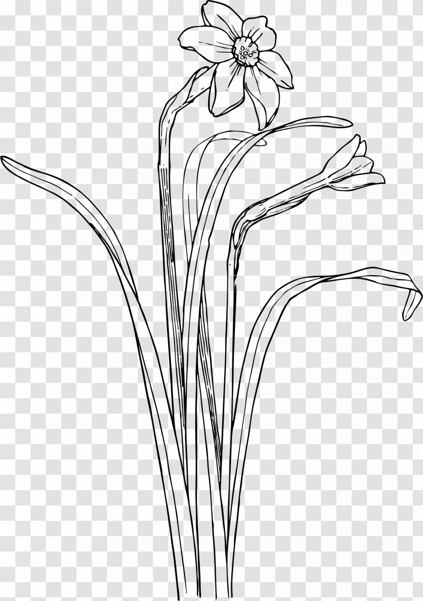 Narcissus Daffodil Clip Art - Plant - Branch Transparent PNG