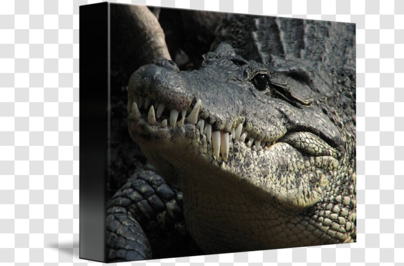 American Alligator Nile Crocodile Jaw - Animal Transparent PNG