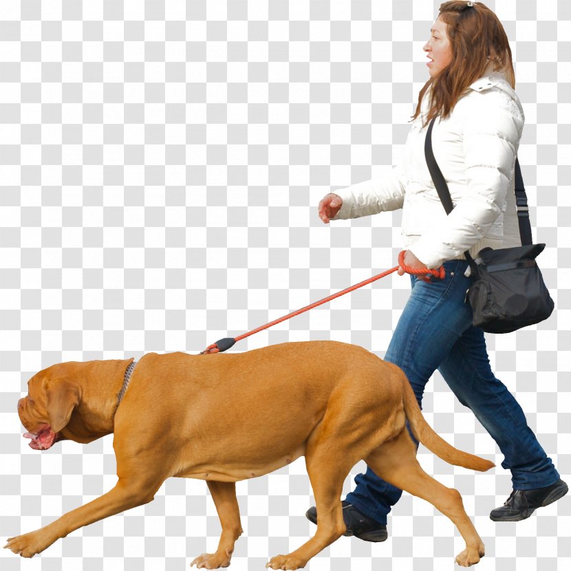 Pet Sitting Australian Cattle Dog Puppy Stumpy Tail Walking - Women Bag Transparent PNG