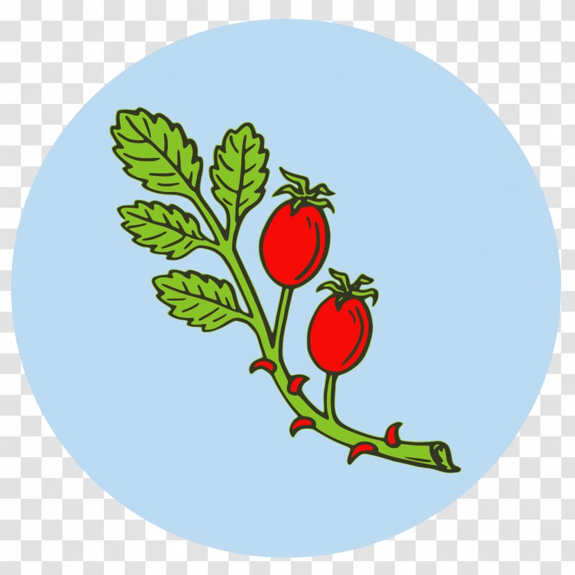 Rose Hip Tea Clip Art - Vegetable - Pomegranate Transparent PNG
