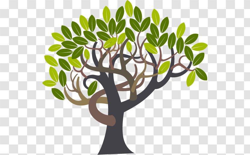 Olive Trees - Drawing - Mango Vector Transparent PNG