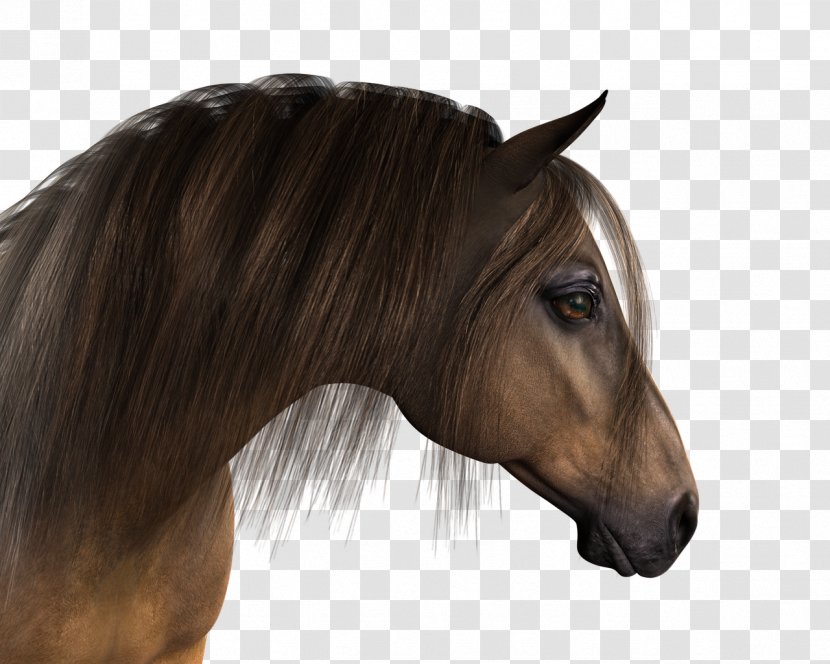 Mane Pony Mustang Stallion - Halter Transparent PNG