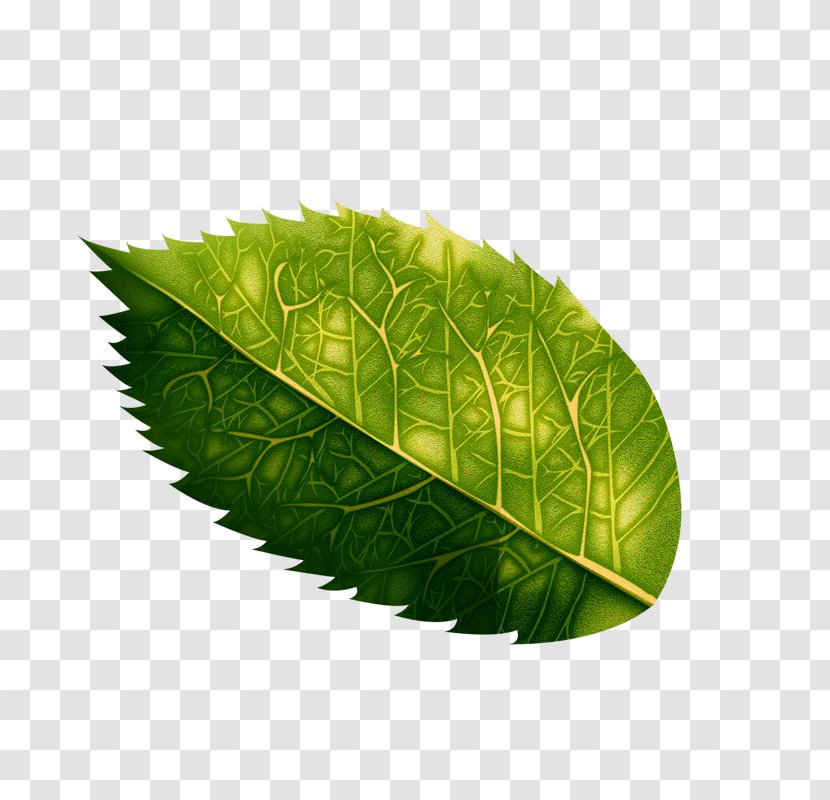 Green Leaf Ornament - Plant - Floral Patterns Transparent PNG