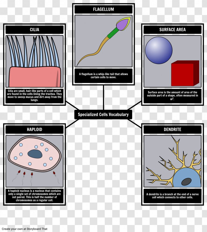 The Crucible Twelve Olympians Cell Vocabulary Essay - Word Transparent PNG