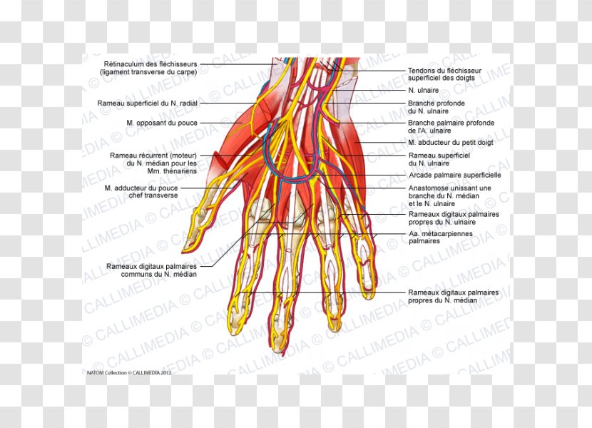 Nerve Blood Vessel Finger Hand Muscle - Watercolor Transparent PNG