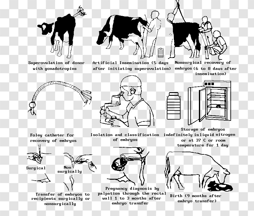 Cattle Embryo Transfer In Vitro Fertilisation Artificial Insemination - Cartoon - Monochrome Transparent PNG
