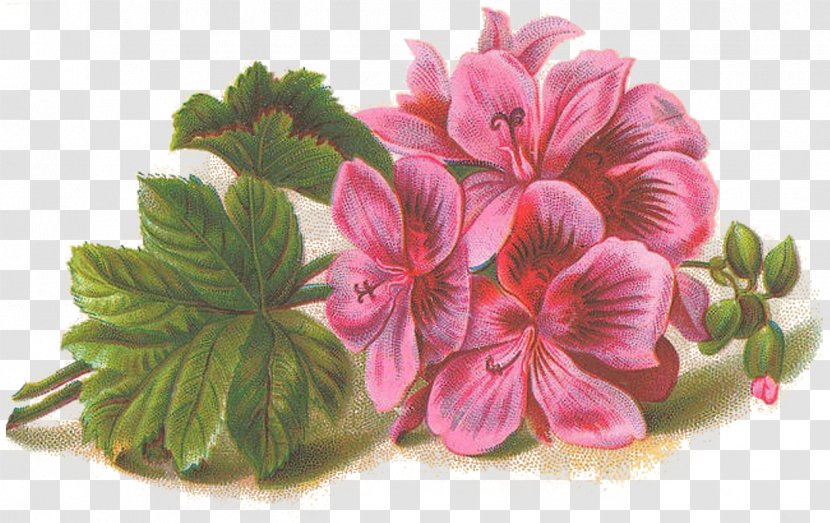 Sweet Scented Geranium Best Geraniums Viscosissimum Clip Art - Geraniales - Lilac HD Transparent PNG