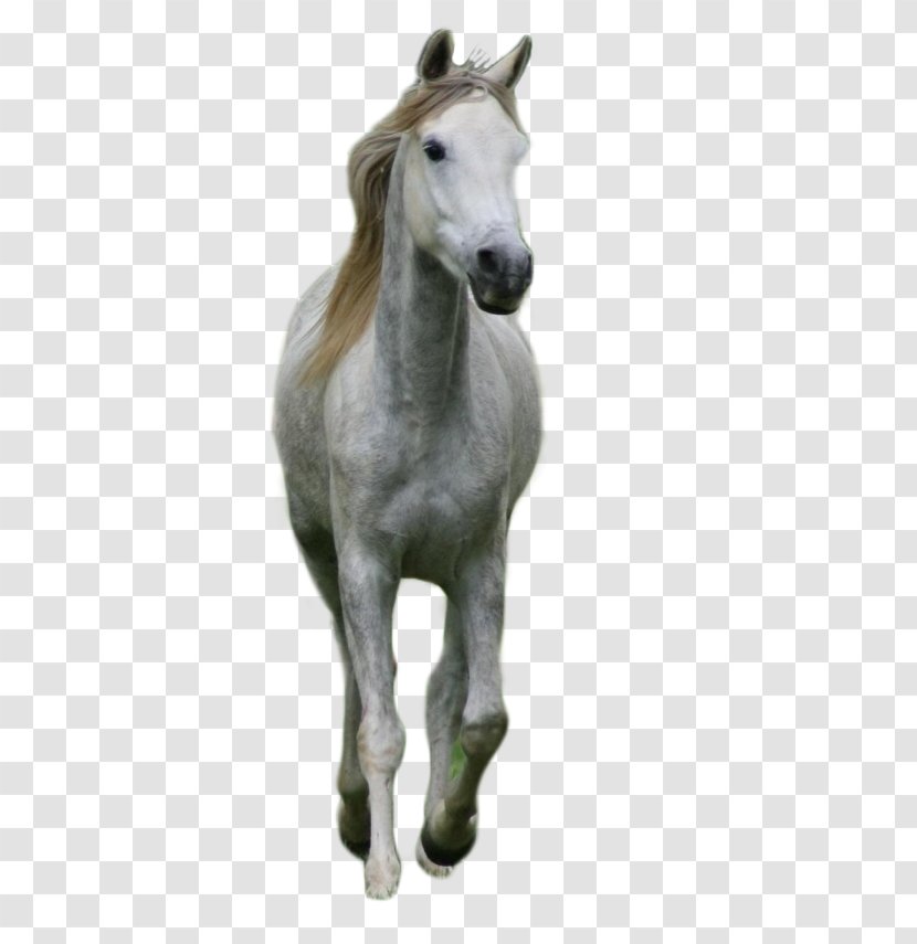 Foal Stallion Mustang Colt Pony - Horses Transparent PNG