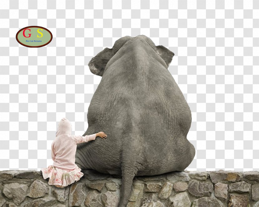 African Elephant Desktop Wallpaper Friendship Dog Transparent PNG