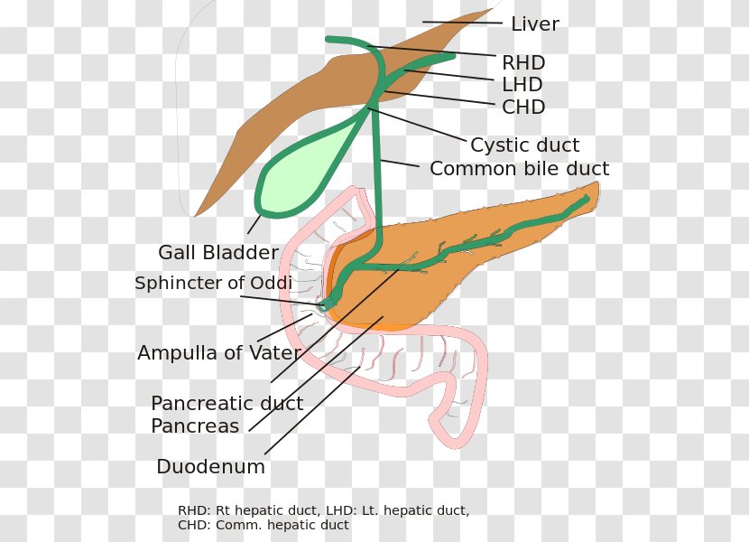Biliary Atresia Tract Bile Duct - Pancreatic - Spina Transparent PNG