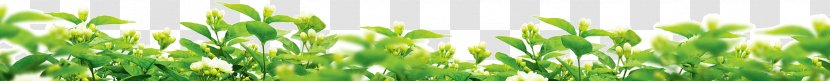 Wheatgrass Meadow Lawn Energy Wallpaper - Emerald Green Grass Transparent PNG