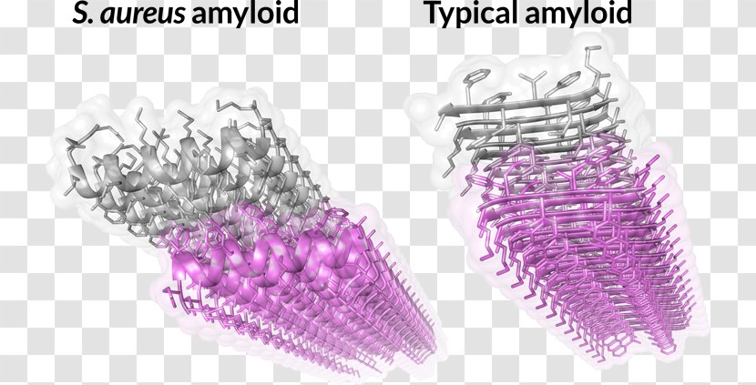 Technion – Israel Institute Of Technology Amyloid Fibril Bacteria Staphylococcus Aureus - Purple - Science Transparent PNG