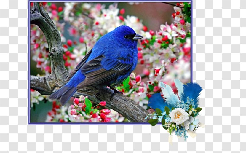 Desktop Wallpaper Bird Display Resolution Download - Tablet Computers Transparent PNG