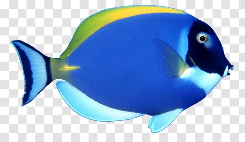 Angelfish Tropical Fish Clip Art - Marine Biology - Wallpaper Transparent PNG