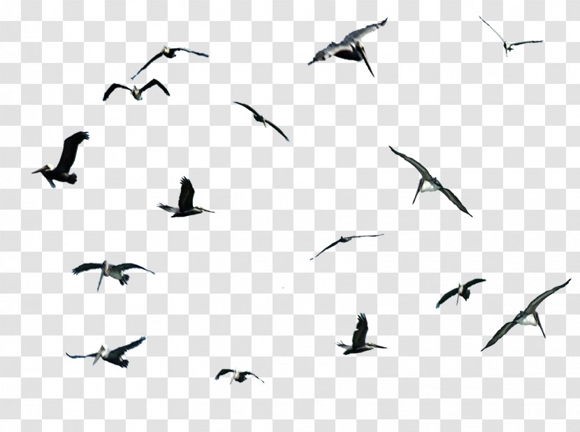 Gulls Bird Migration Pelican Cygnini - Gull Transparent PNG
